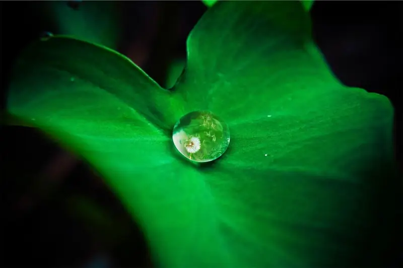Water droplet on a green leaf